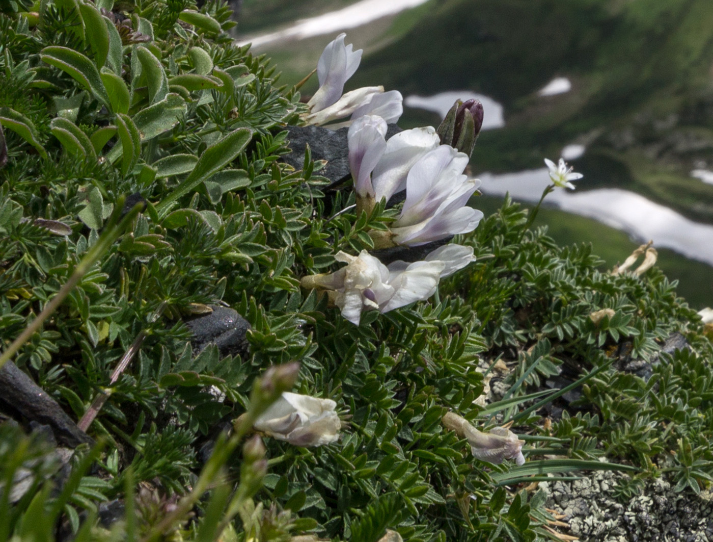 Изображение особи Astragalus levieri.