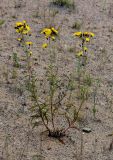 Hieracium umbellatum. Цветущие растения. Санкт-Петербург, Василеостровский р-н, окр. Морского вокзала №3, на песке. 28.07.2019.