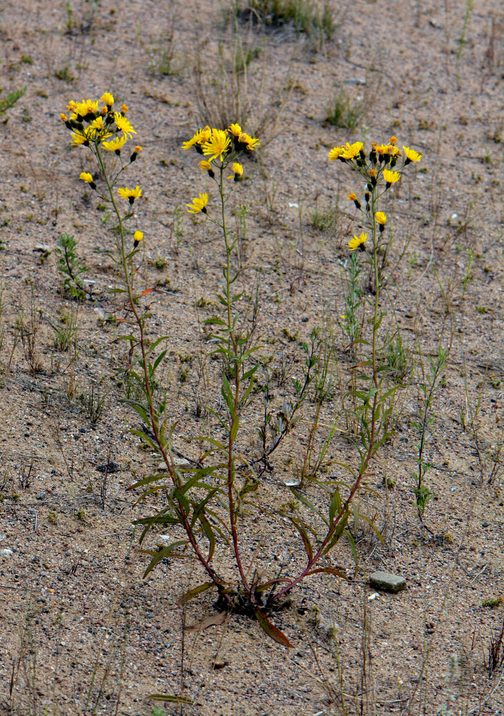 Изображение особи Hieracium umbellatum.