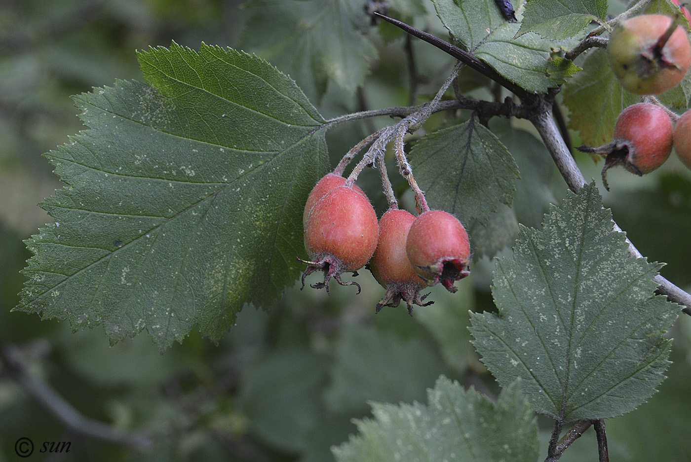 Image of Crataegus submollis specimen.