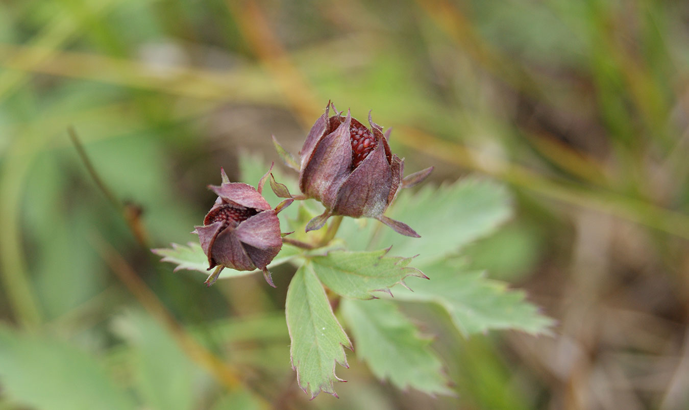 Image of Comarum palustre specimen.