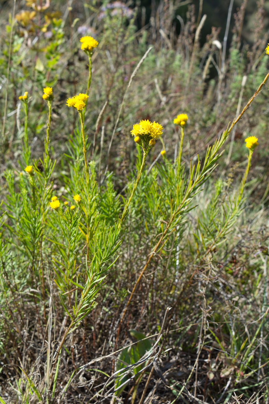 Image of Galatella linosyris specimen.