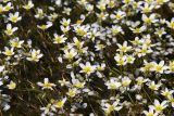 genus Batrachium