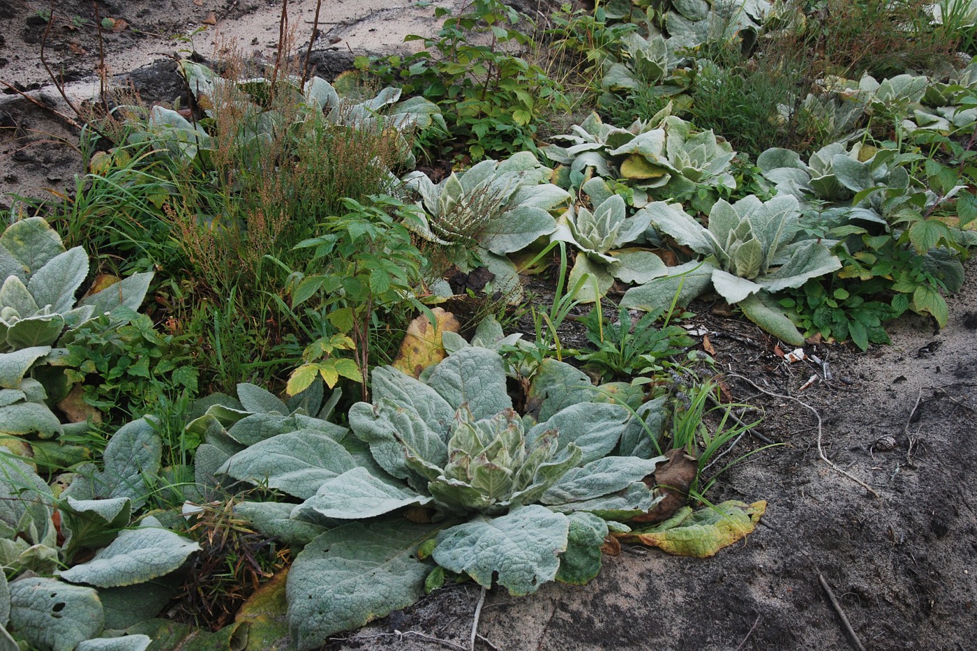 Изображение особи Verbascum densiflorum.