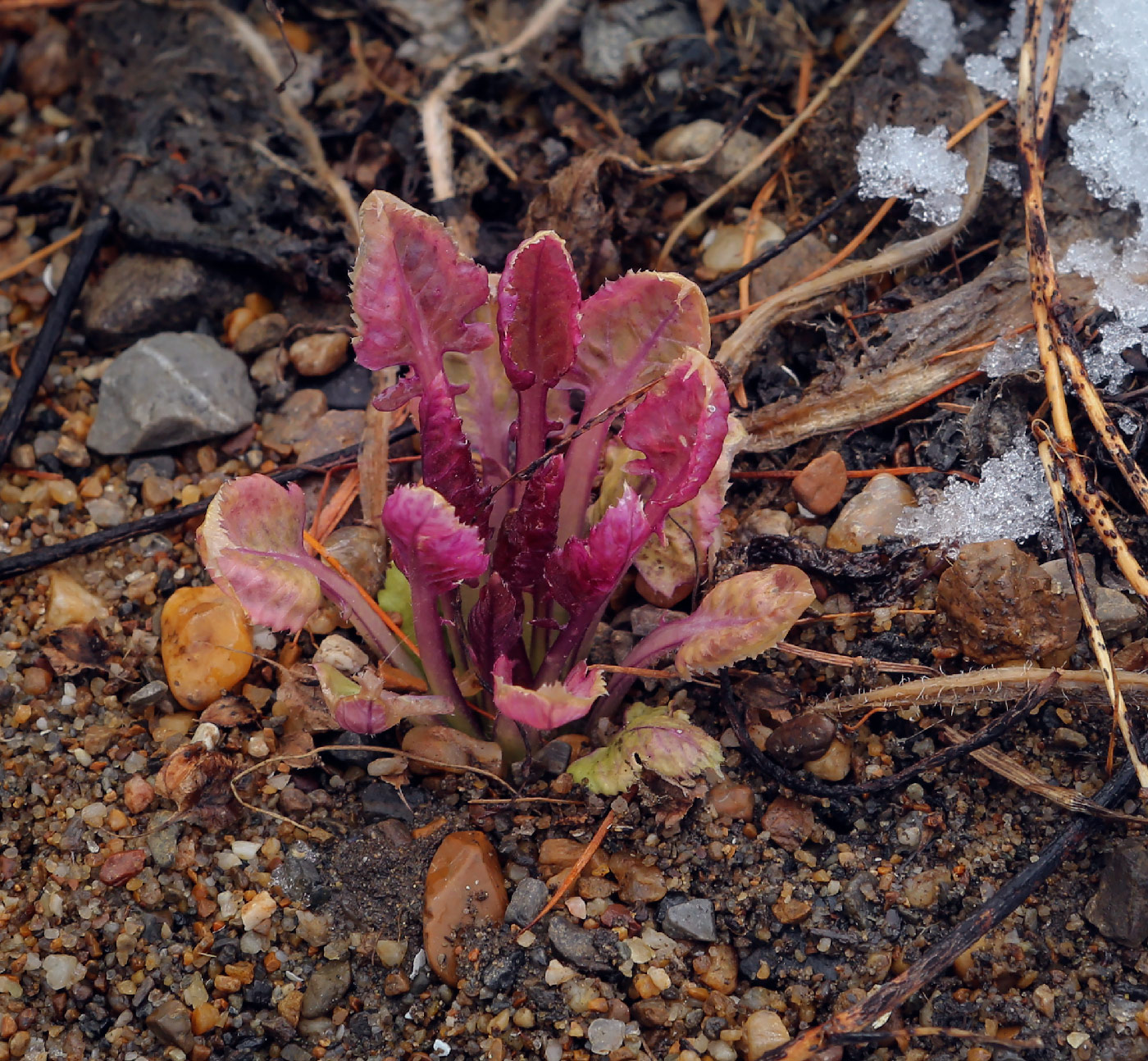 Image of Bunias orientalis specimen.