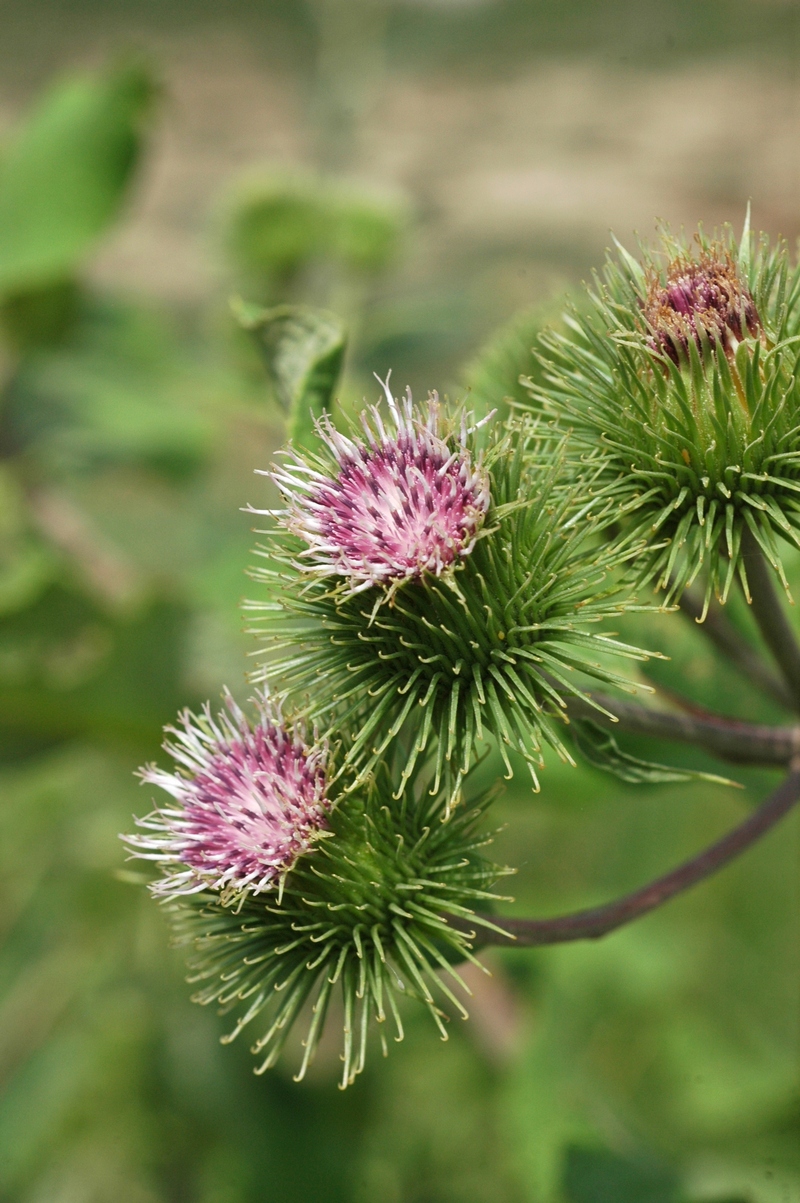 Image of Arctium leiospermum specimen.