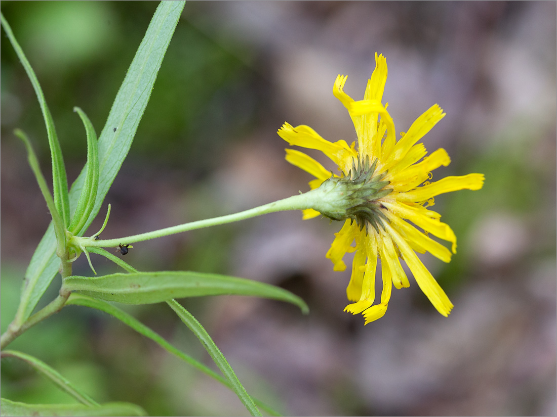 Изображение особи Hieracium filifolium.