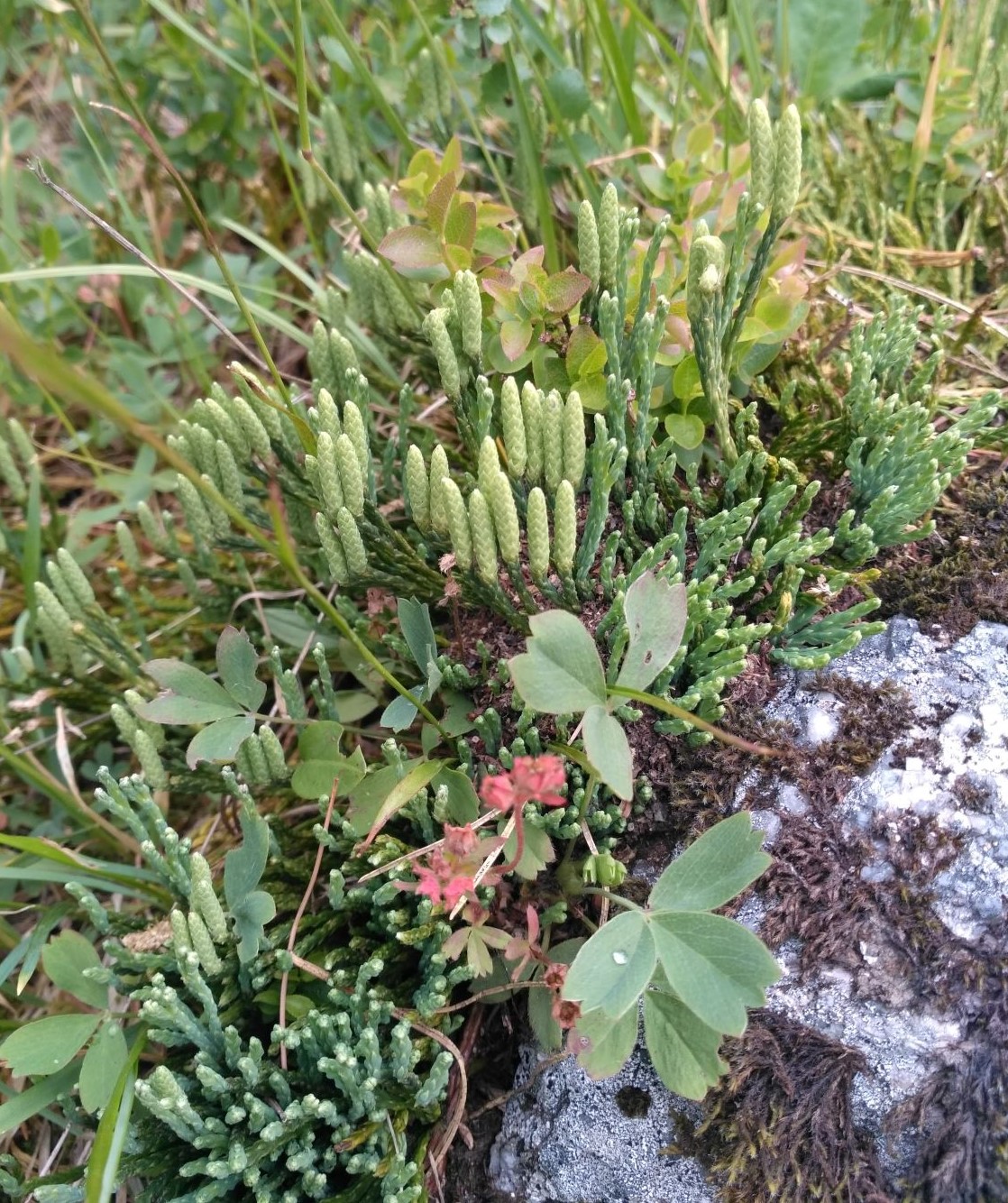 Изображение особи Diphasiastrum alpinum.