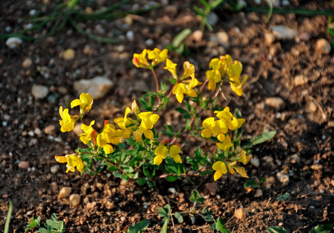 Image of genus Lotus specimen.