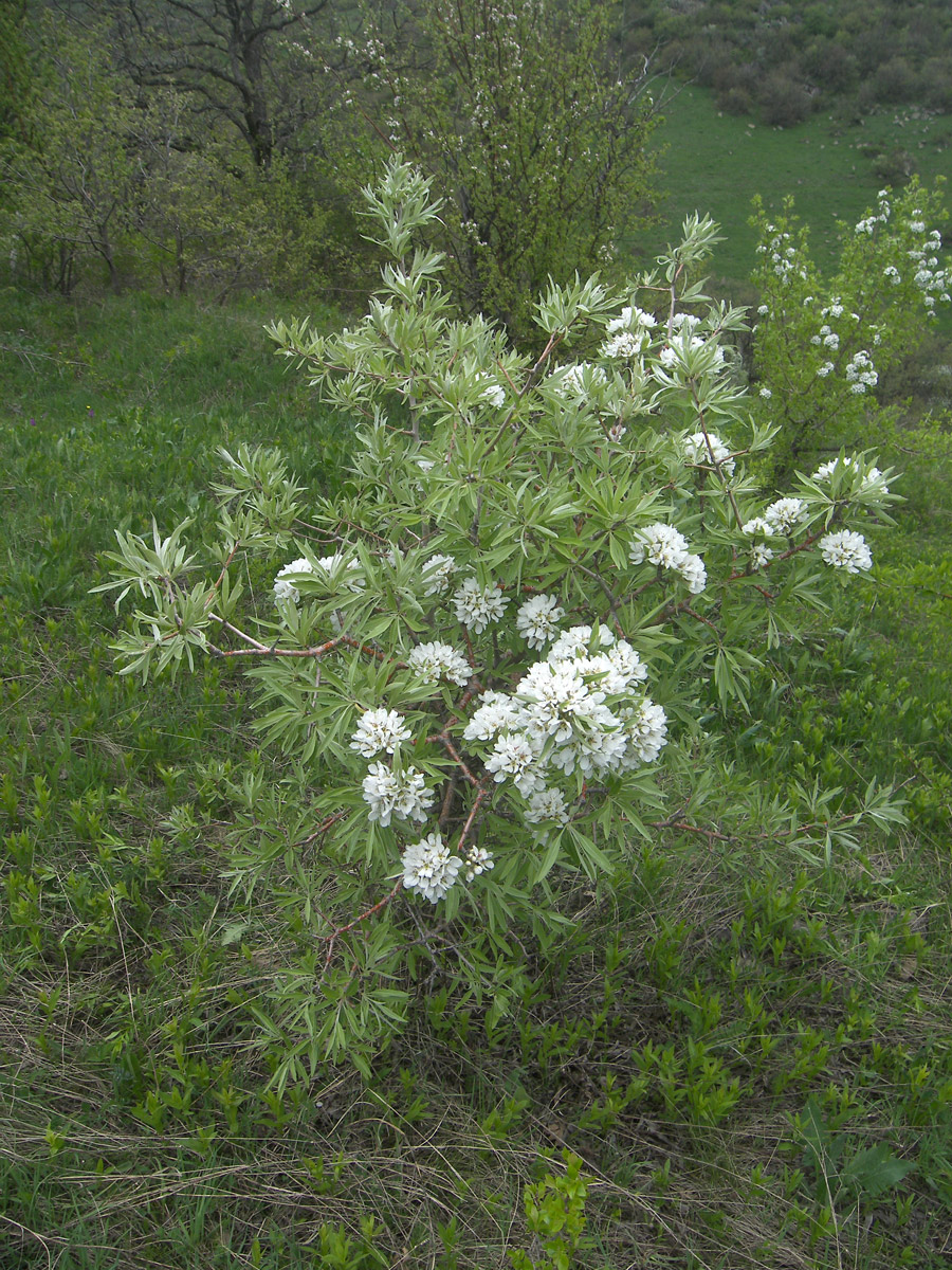 Изображение особи Pyrus hajastana.