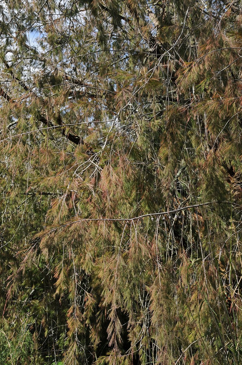 Изображение особи Allocasuarina torulosa.