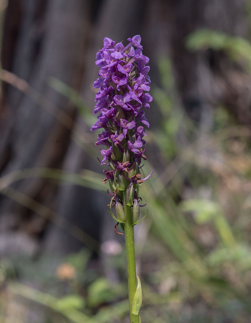 Image of Gymnadenia conopsea specimen.