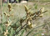 Phlomis lycia