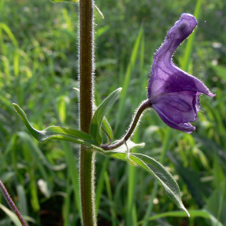Изображение особи Aconitum septentrionale.