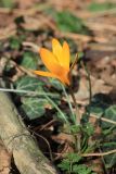 Crocus angustifolius