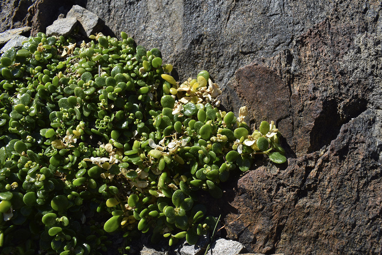 Image of Polycarpon polycarpoides ssp. catalaunicum specimen.