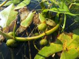 Sagittaria natans