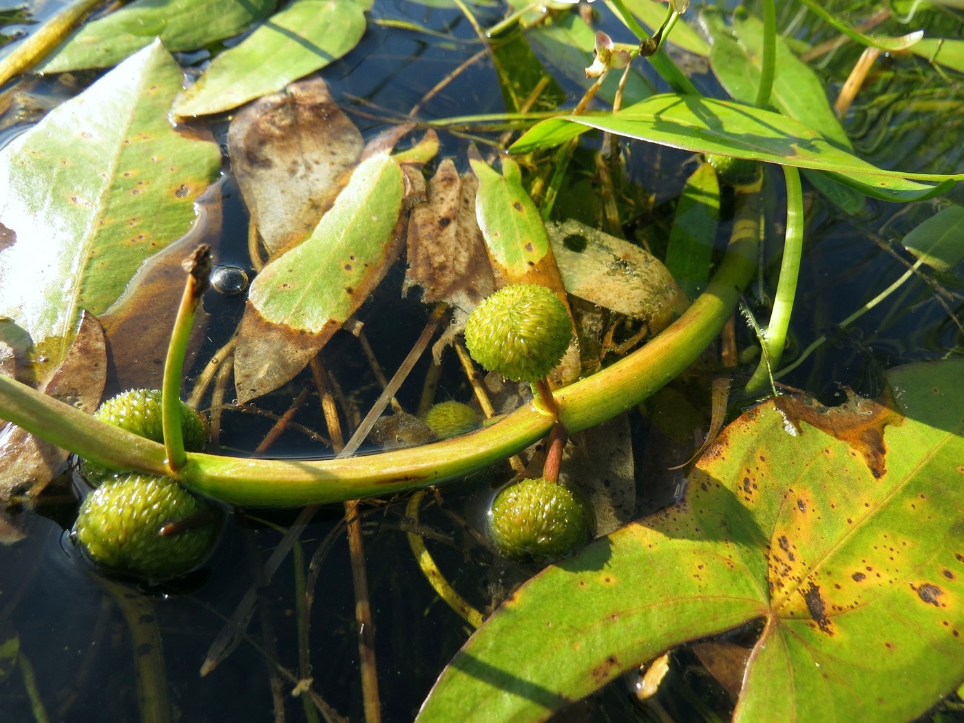 Изображение особи Sagittaria natans.