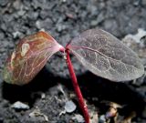 Hedera helix