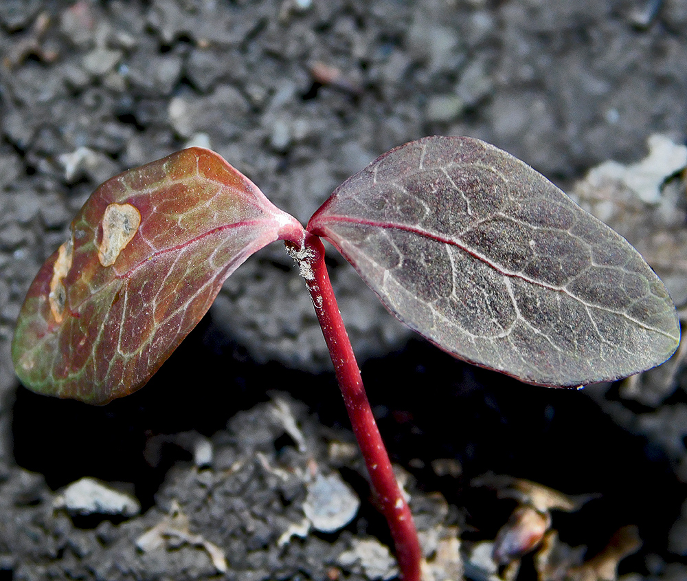 Image of Hedera helix specimen.