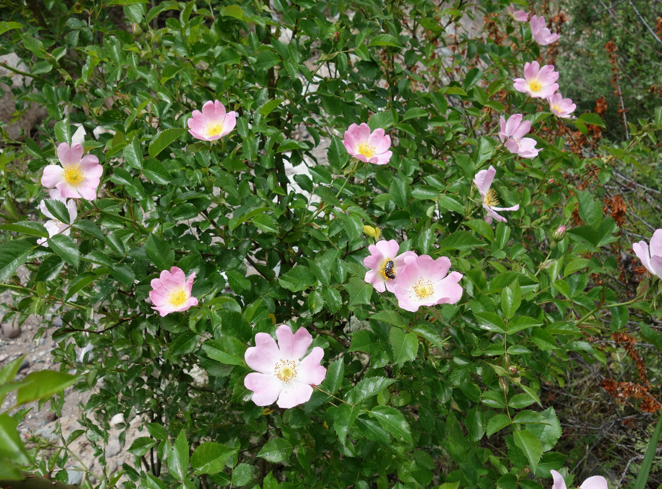 Image of Rosa canina specimen.