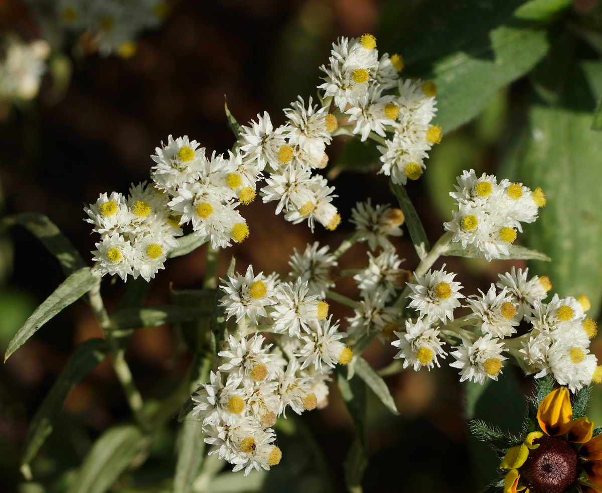 Изображение особи Anaphalis margaritacea.