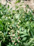 Capsella bursa-pastoris. Часть побега с плодами. Кыргызстан, Чуйская обл., с. Восток, газон около дороги. 20.05.2019.