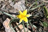 Tulipa turkestanica. Цветущее растение. Казахстан, Туркестанская обл., Тюлькубасский р-н, окр. с. Жабаглы, ≈ 1400 м н.у.м., на каменистом склоне. 30 марта 2020 г.