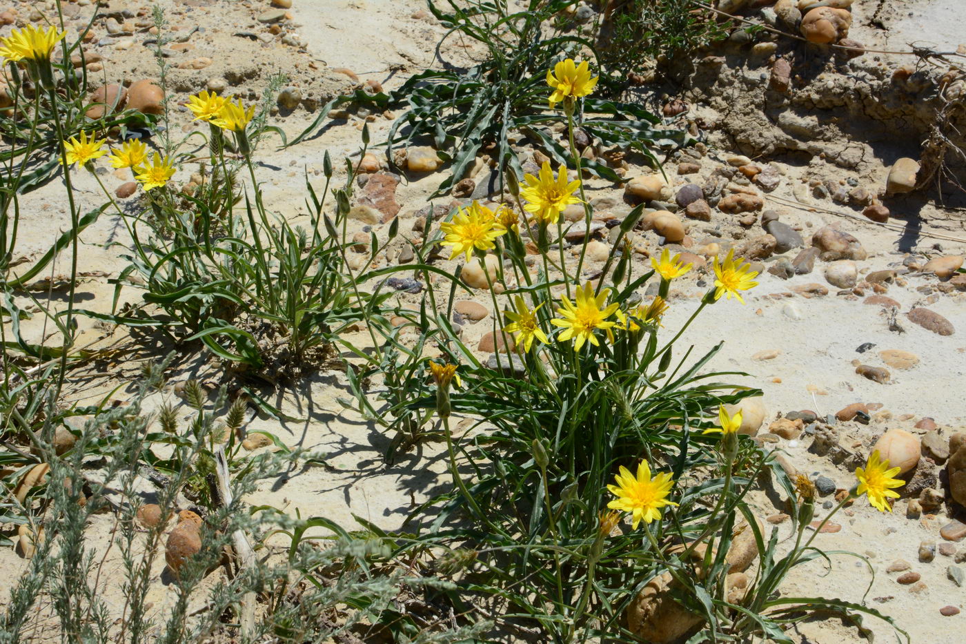 Image of Scorzonera crispa specimen.