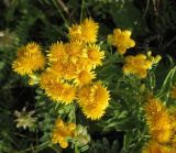 Inula germanica. Цветущее растение (вид сверху). Украина, Черкасская обл., Каневский р-н, Региональный ландшафтный парк \"Трахтемиров\", восстановленный степной участок. 3 июля 2010 г.