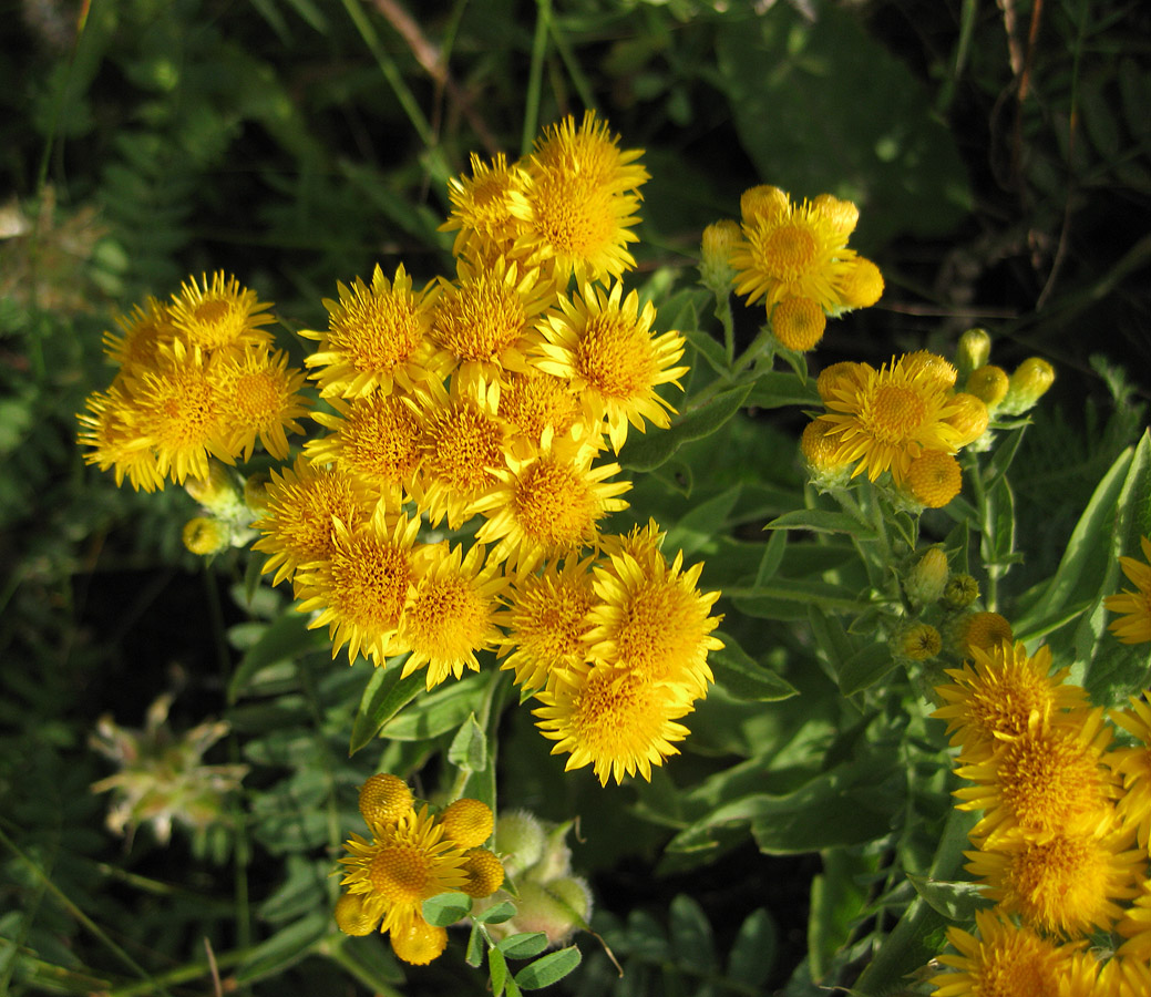 Image of Inula germanica specimen.