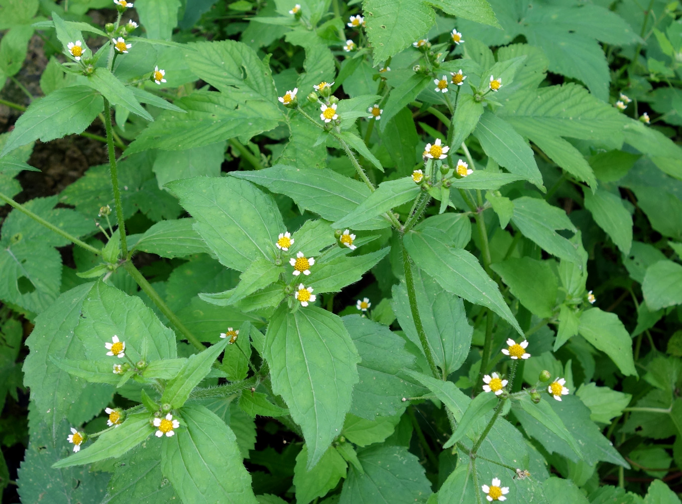 Изображение особи Galinsoga parviflora.