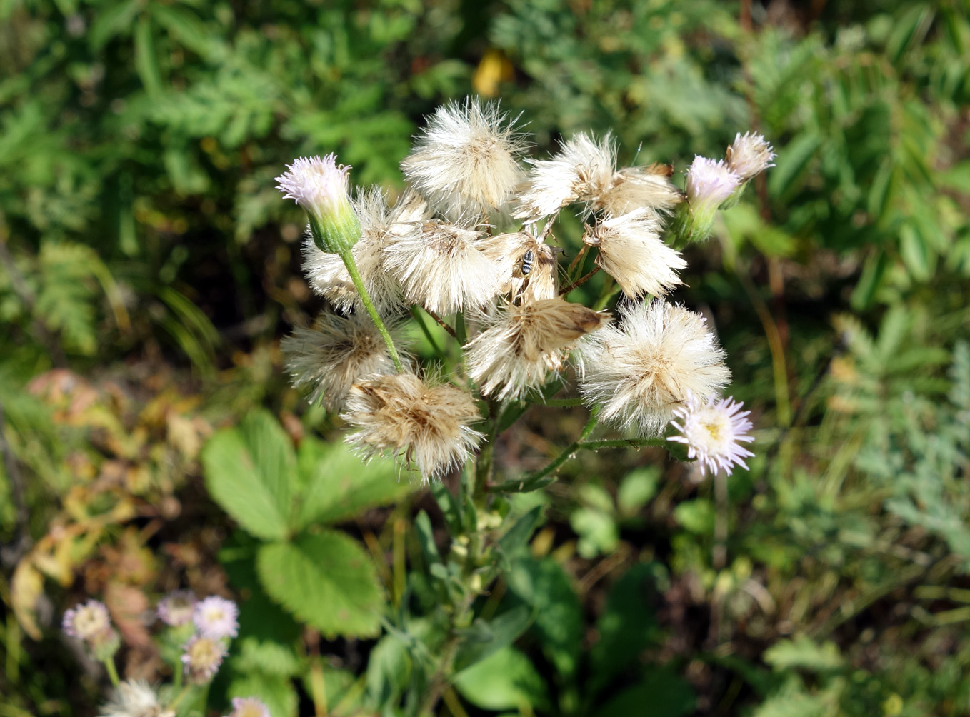 Изображение особи род Erigeron.