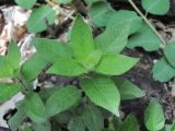 Lysimachia