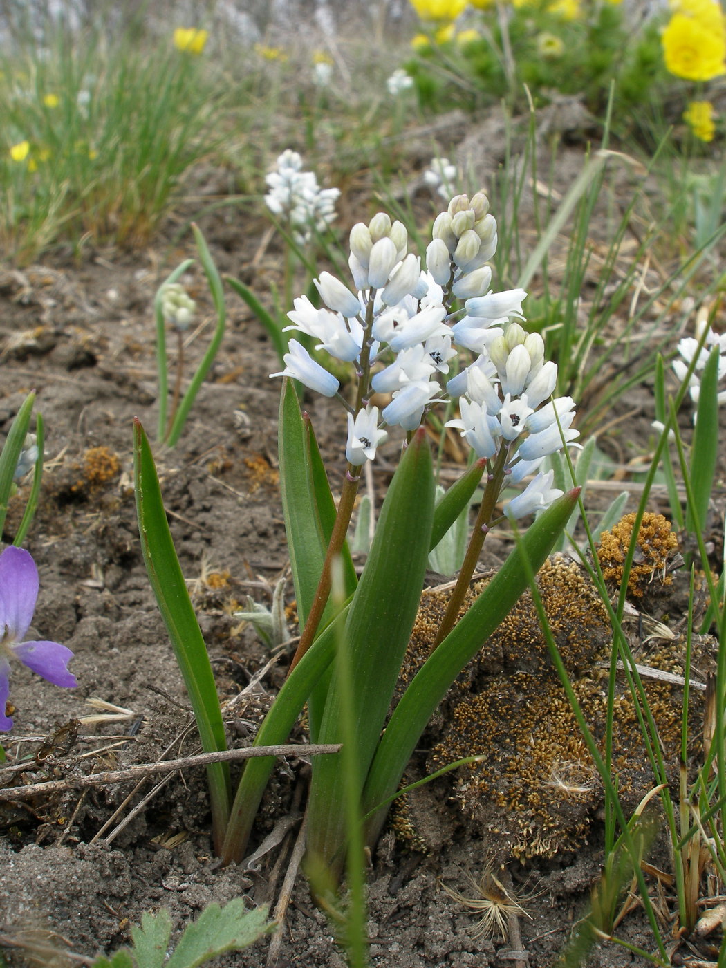 Изображение особи Hyacinthella leucophaea.