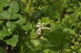 Rubus crataegifolius