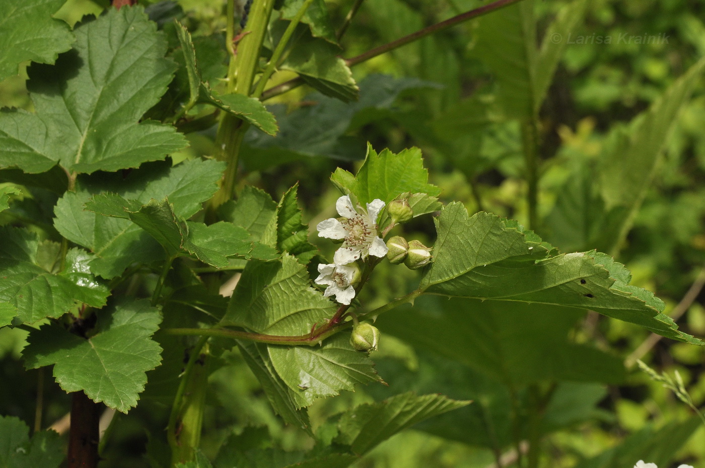 Image of Rubus crataegifolius specimen.