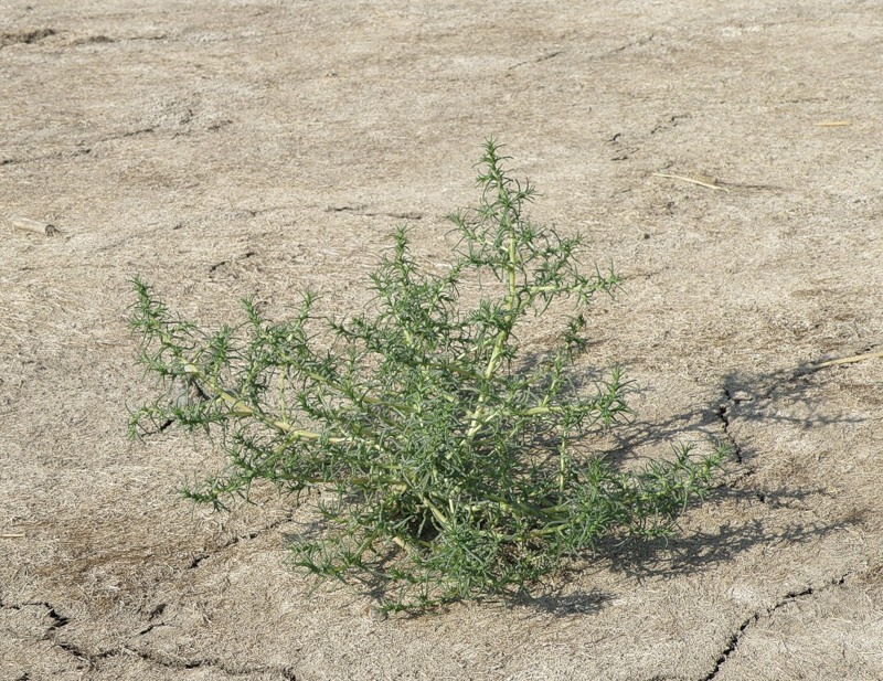 Image of Salsola soda specimen.