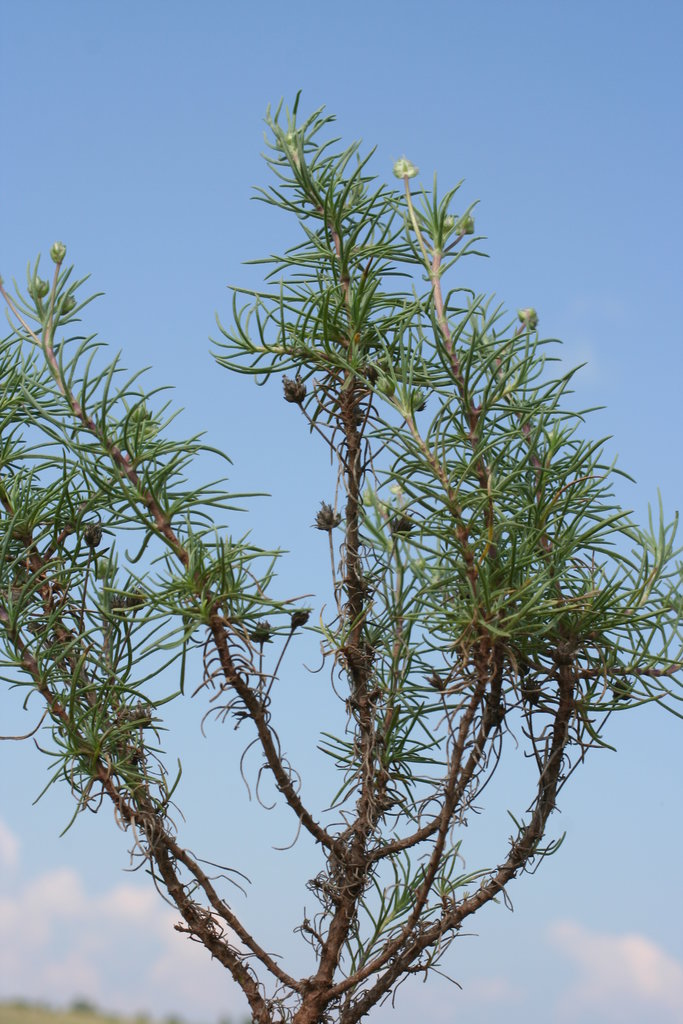 Image of Plantago sempervirens specimen.