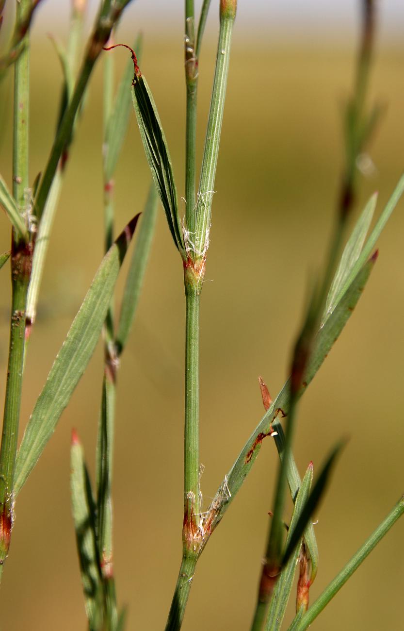 Изображение особи Polygonum patulum.