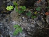 Potentilla kuznetzowii