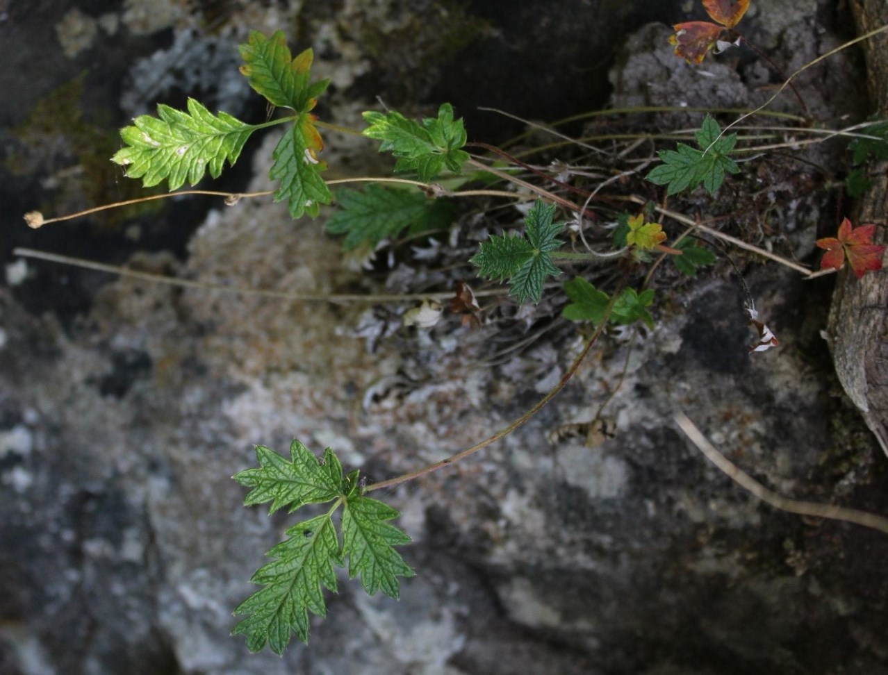 Изображение особи Potentilla kuznetzowii.