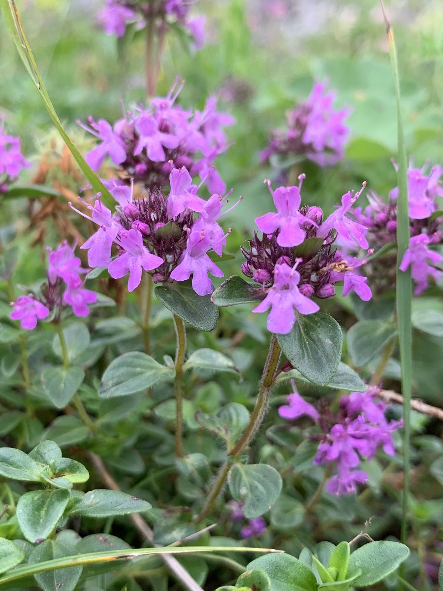 Изображение особи род Thymus.