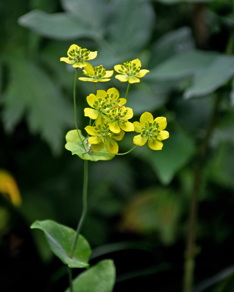 Изображение особи Bupleurum longifolium ssp. aureum.