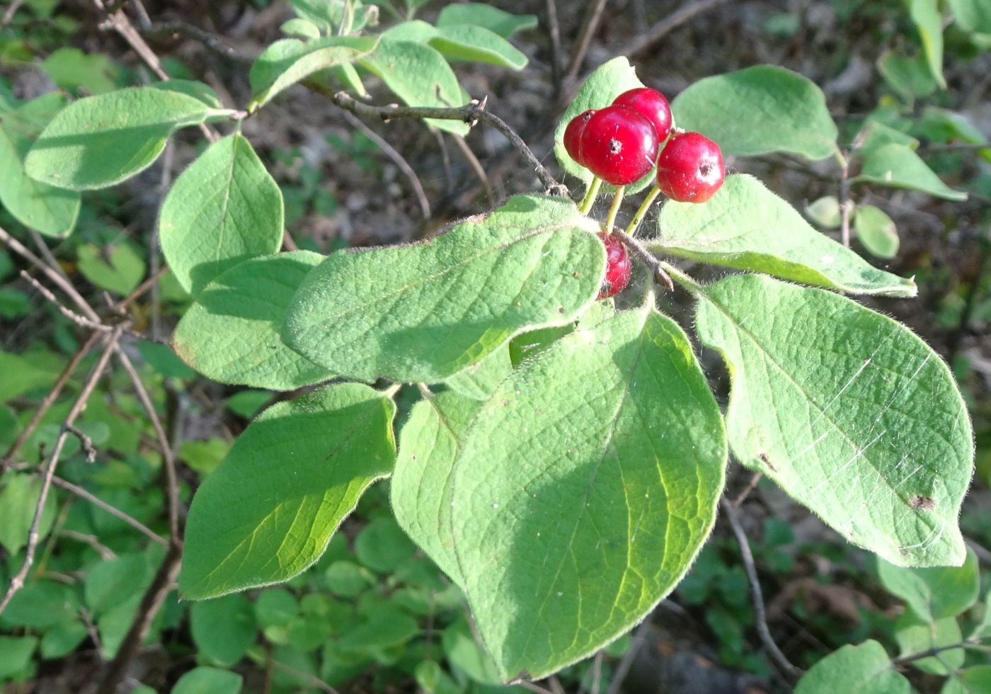 Изображение особи Lonicera xylosteum.