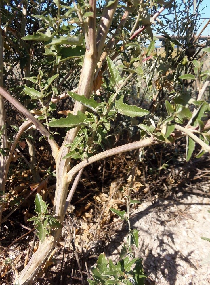 Image of Atriplex aucheri specimen.