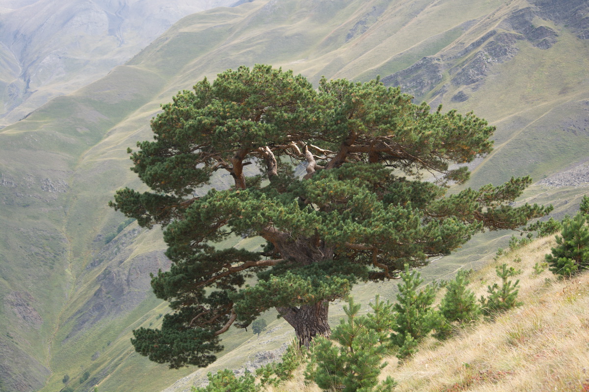 Изображение особи Pinus sylvestris ssp. hamata.