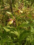 Cypripedium calceolus