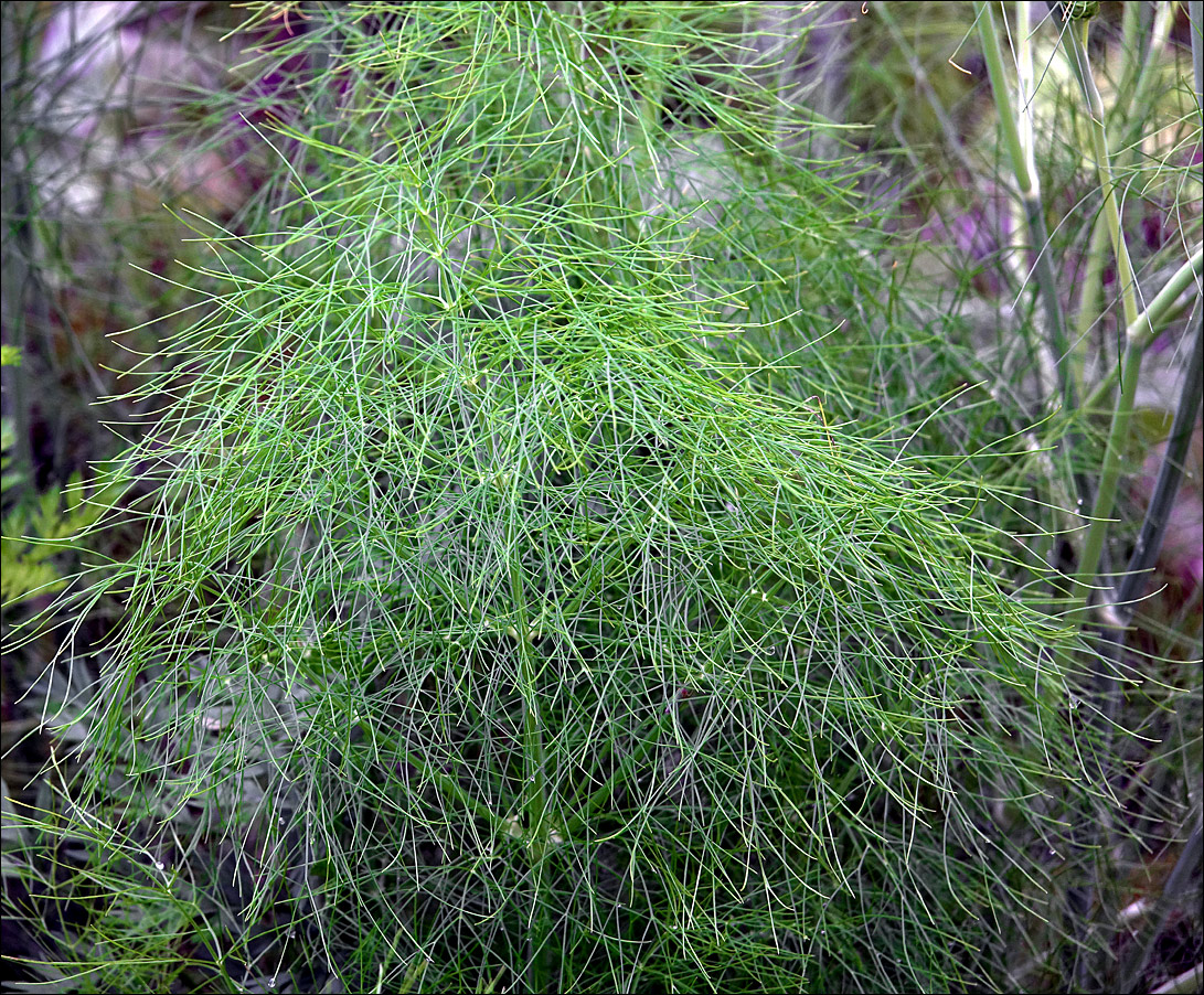 Image of Foeniculum vulgare specimen.