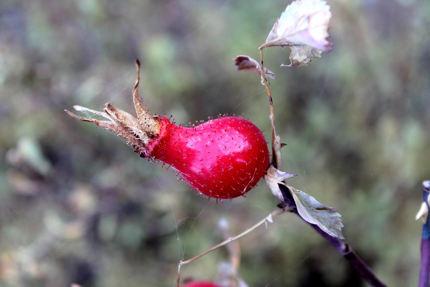 Image of Rosa fedtschenkoana specimen.